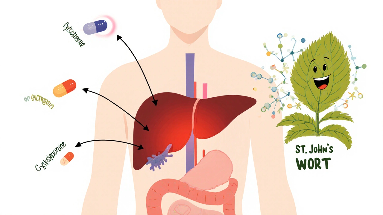 St. John’s Wort and Prescription Drugs: What You Need to Know About Dangerous Interactions
