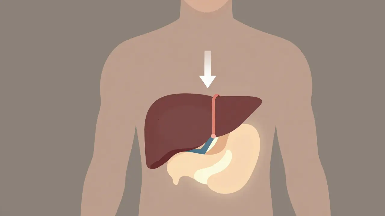 Simplified human torso with liver and pancreas regaining health as fat melts away
